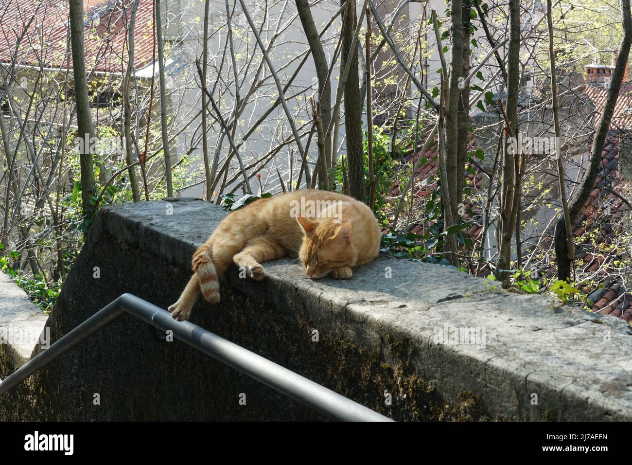 Ginger cat of mixed breed stretched out and sleeping in the sun bathing in the park. Stock Photo