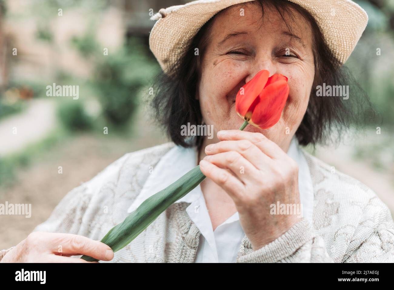 Close-up of an elderly woman smelling freshly picked tulip from the garden Stock Photo