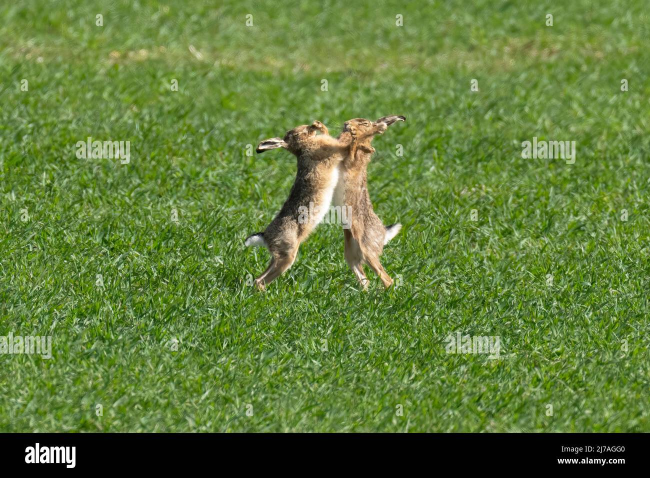 Brown Hares Lepus europaeus box. Spring. Uk Stock Photo Alamy