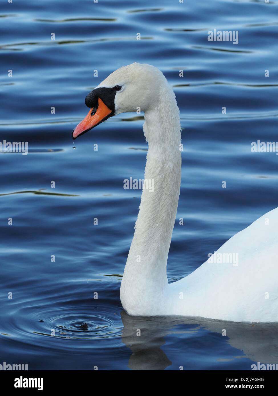 A Cob Mute Swan, Cygnus Olor, a portrait close up. White feathers & orange bill contrasting against the dark blue rippled water of the River Nairn. Stock Photo