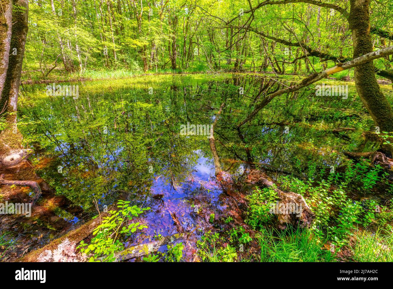 Walk in fresh pond hi-res stock photography and images - Alamy