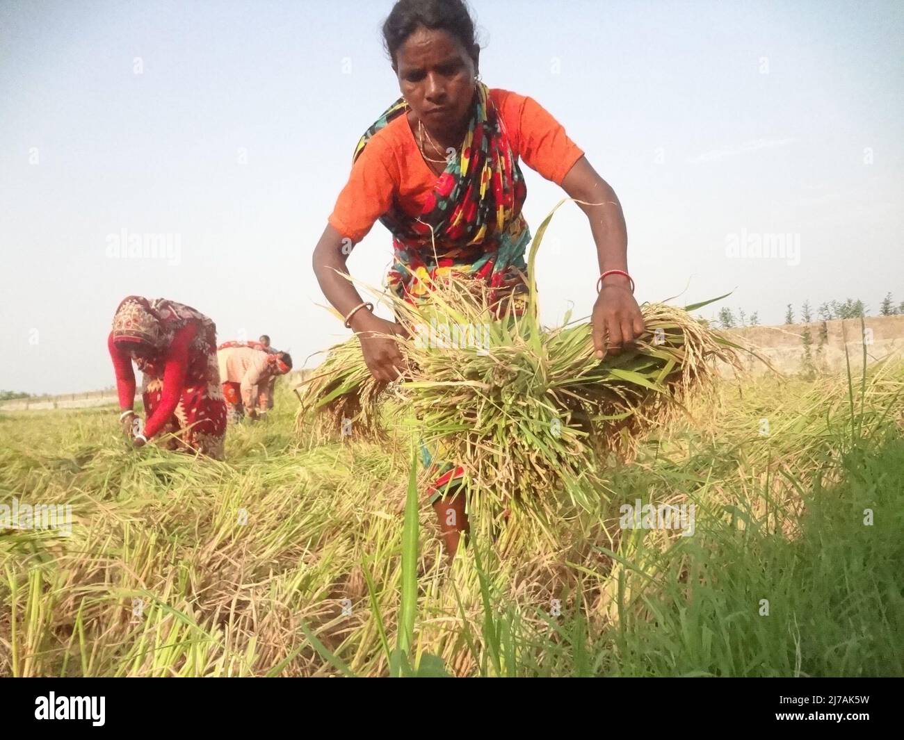 May 8, 2022, Naogaon, Bangladesh: The indigenous Santal women farmers ...