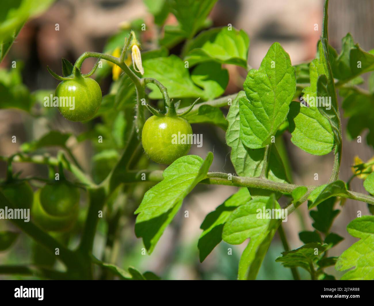 Young tomato plant hi-res stock photography and images - Alamy