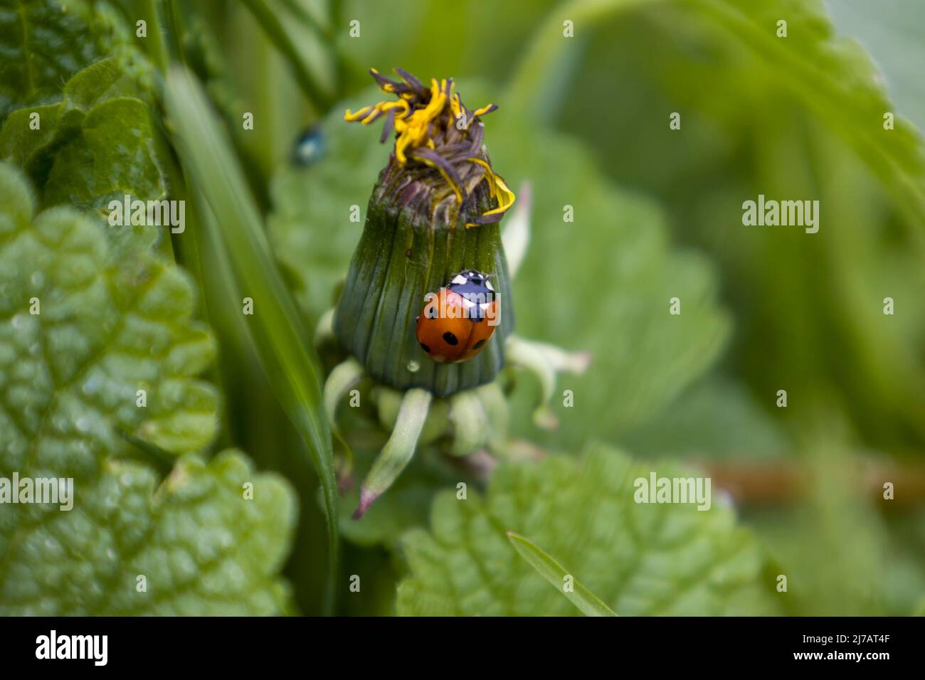 Ladybug on a dandelion flower Stock Photo