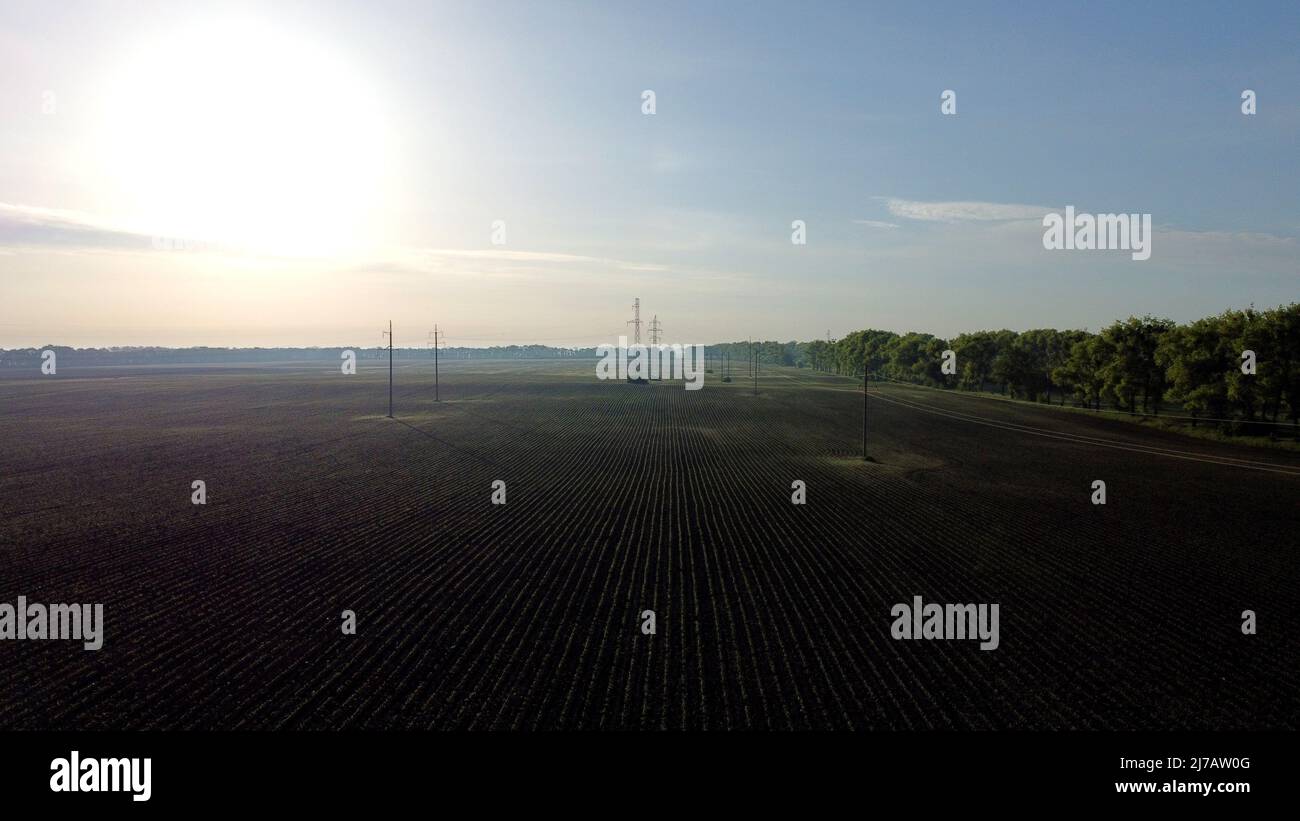Aerial drone view flight over plowed field with young corn sprouts at dawn Stock Photo