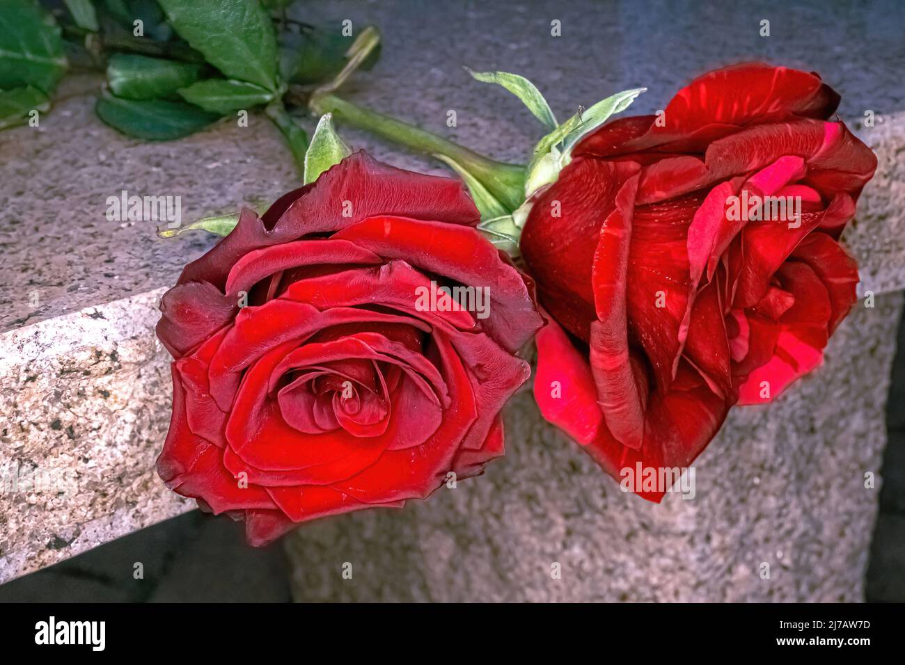Two vibrant red hi-res stock photography and images - Alamy
