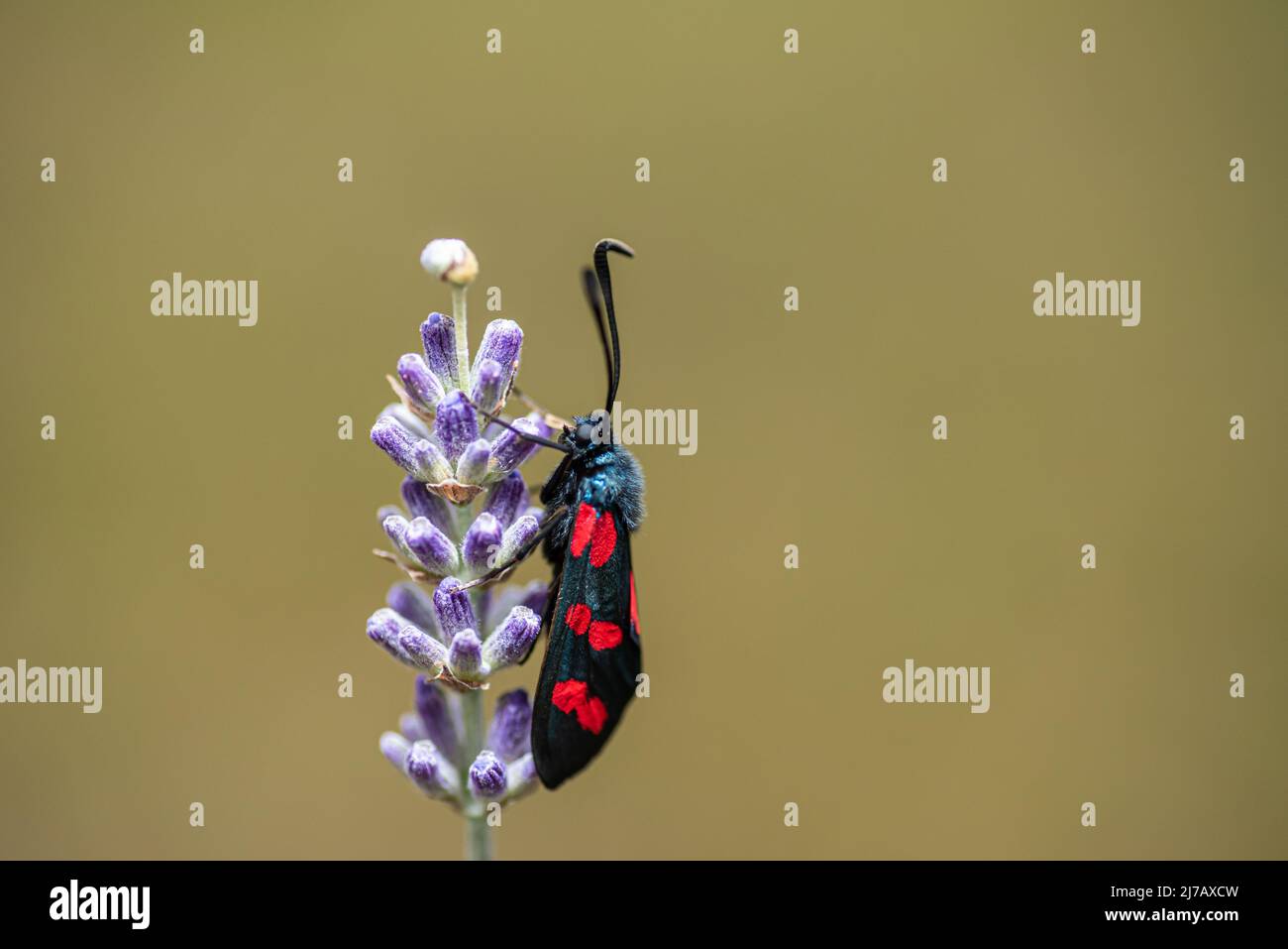 A beautiful six-spot burnet, Zygaena lavandulae butterfly on a lavender flower Stock Photo