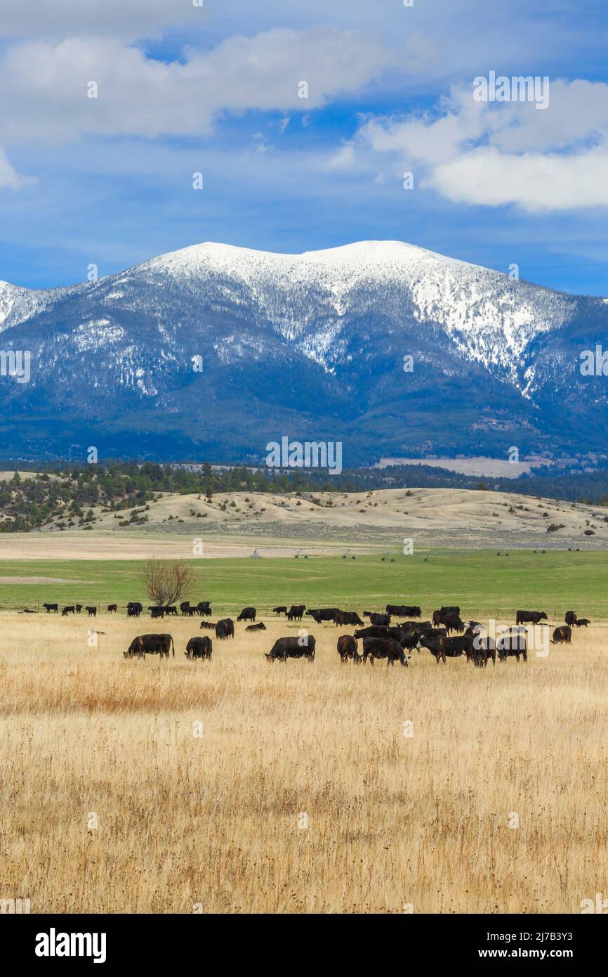 cattle grazing below mount baldy in the big belt mountains near