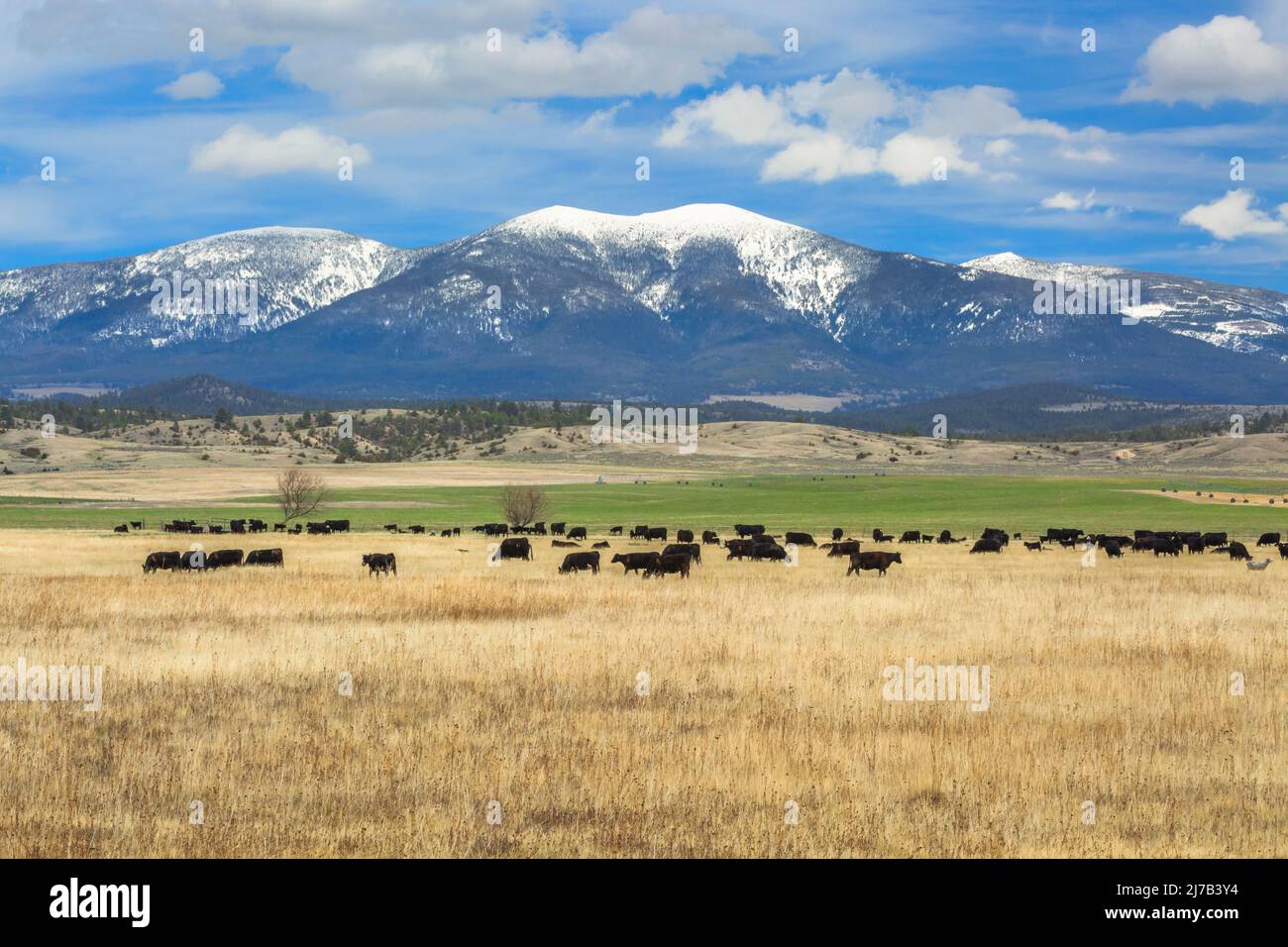 cattle grazing below mount baldy in the big belt mountains near townsend, montana Stock Photo
