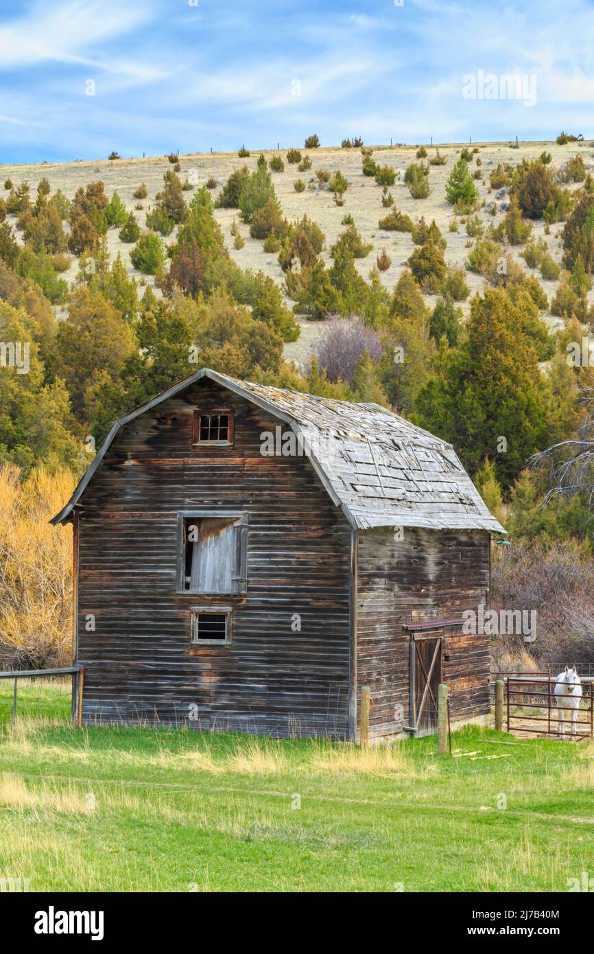 old barn and horse in the foothills near townsend, montana Stock Photo