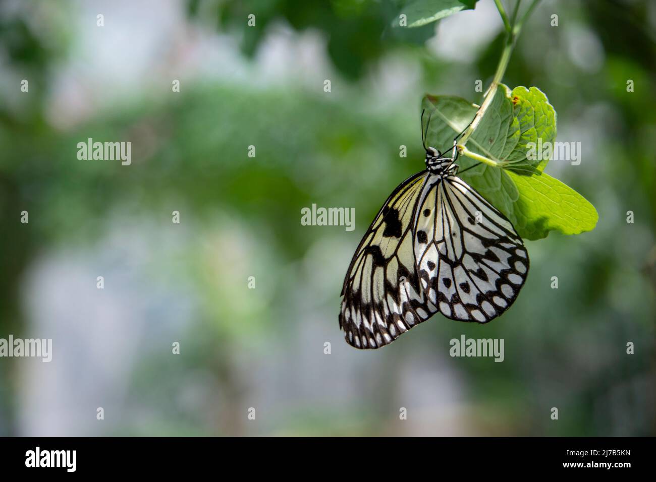 butterfly stands on green leaf separated from background type of butterfly  idea leuconoe or Paper Kite or Large Tree Nymph . Selective focus Stock  Photo - Alamy