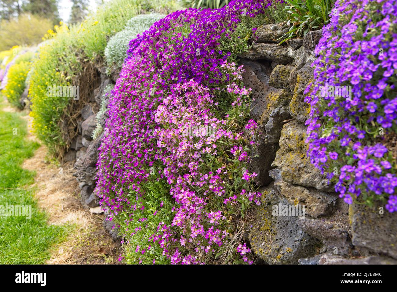 Flowering shrubs cover a small rock wall at Manito Park in Spokane, Washington. Stock Photo