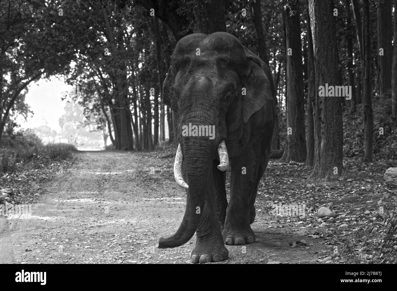Elephant at Corbett Tiger reserve Stock Photo