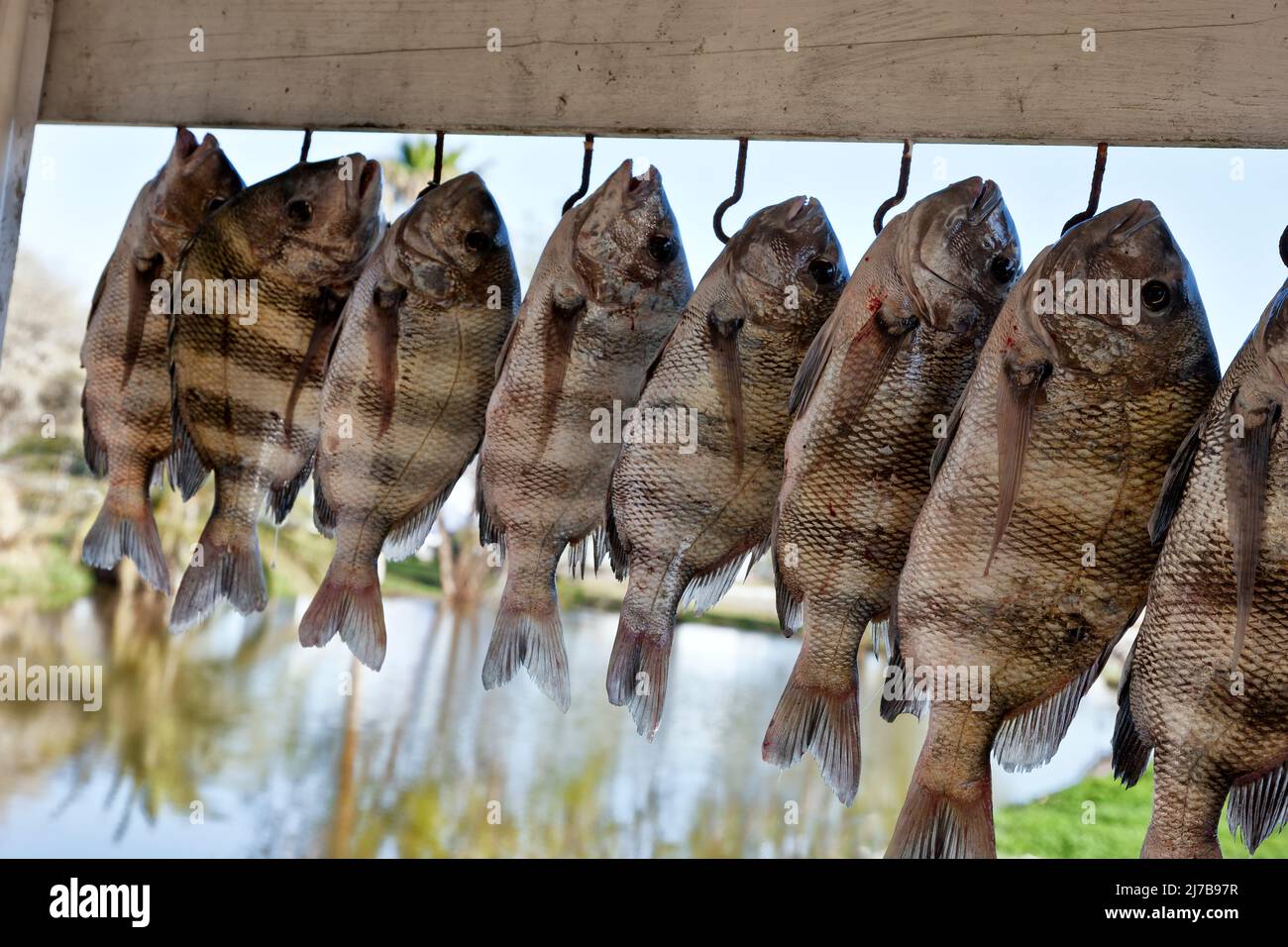 Sheepshead 'Archosargus probatocephalus'  fisherman displaying catch hanging, Rockport, Texas. Stock Photo