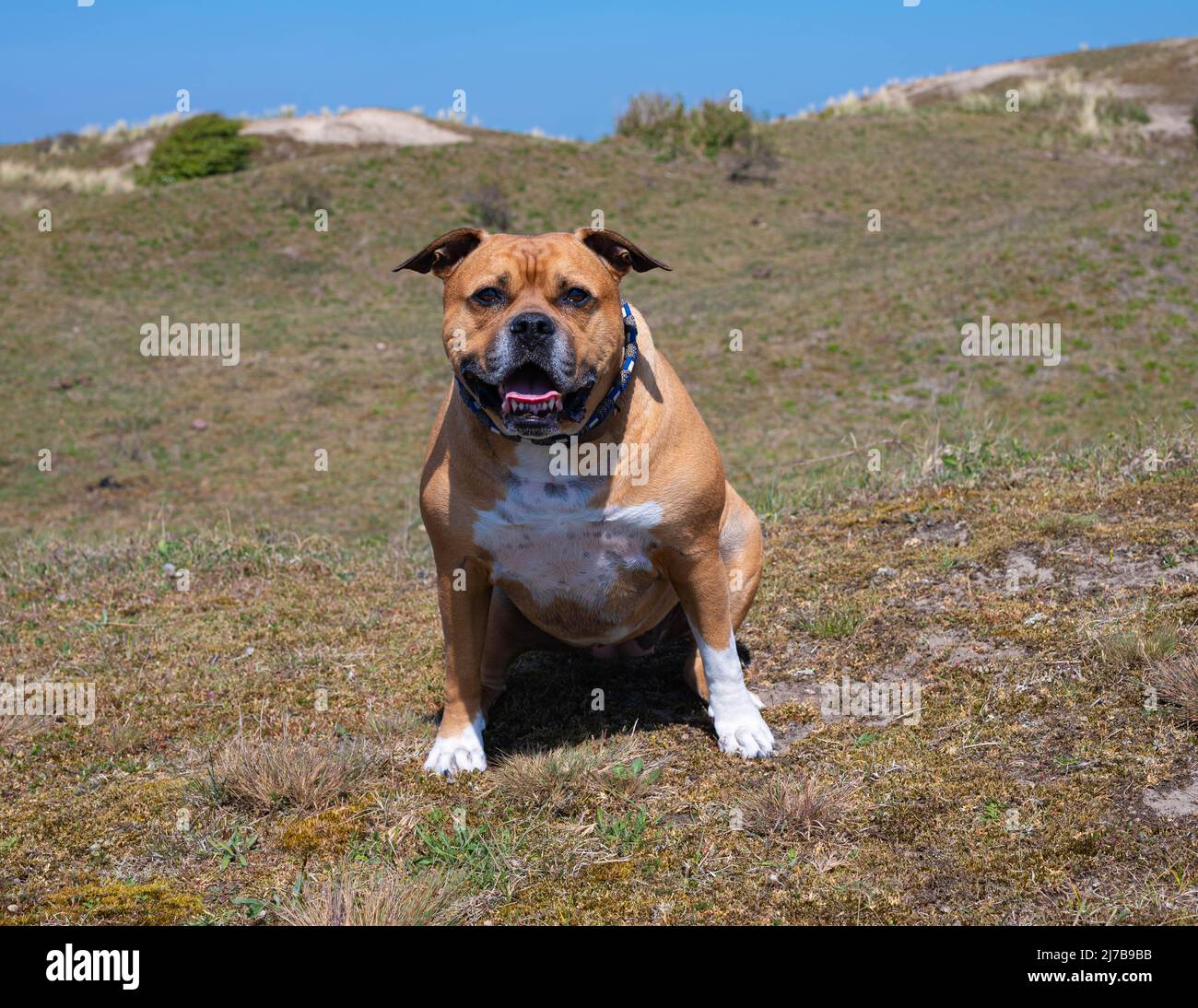 happy brown american stafford bull terrier dog with white spots and white paws with a blue collar that is sitting down to rest during a walk Stock Photo