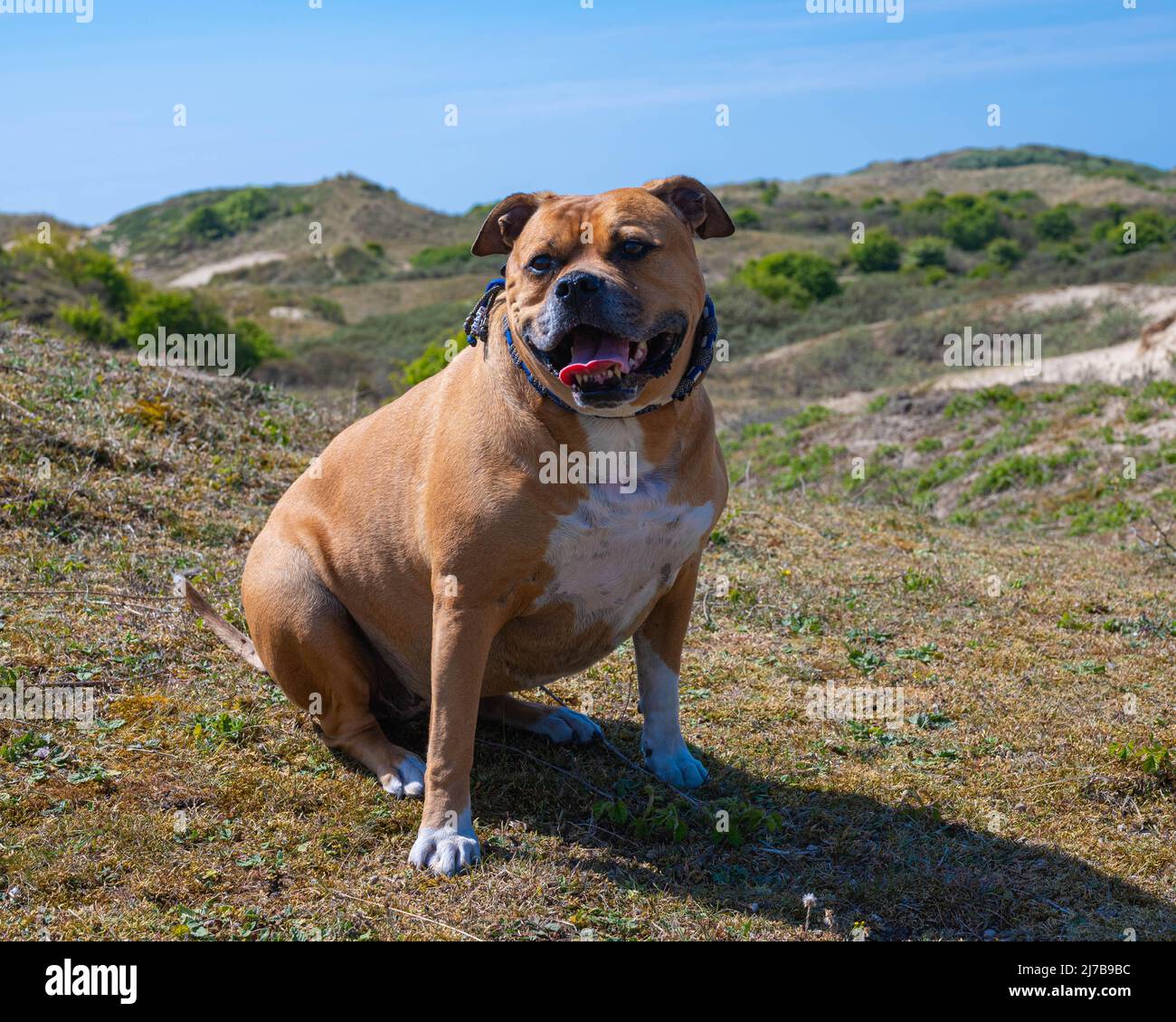 happy brown american stafford bull terrier dog with white spots and a blue collar that is sitting down to rest during a walk in the dunesi Stock Photo