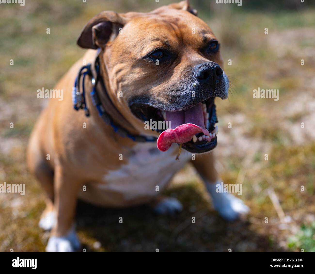 Close up of a brown american stafford bull terrier dog with white spots and a blue collar that is sitting down to rest and looks happy with tongue out Stock Photo