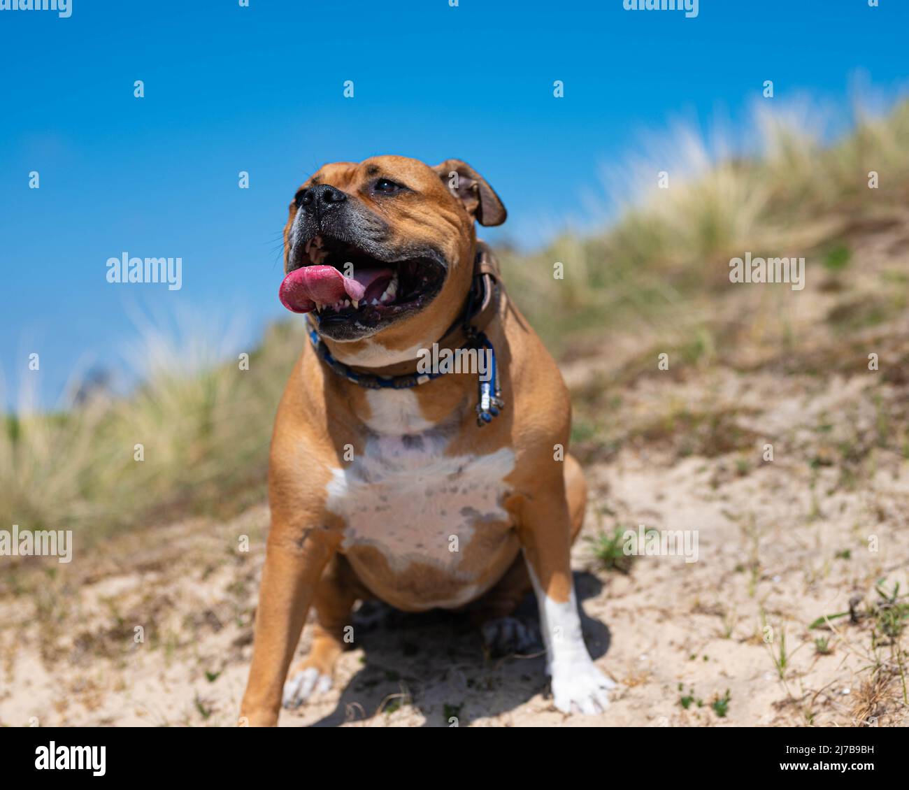 happy brown american stafford bull terrier dog with white spots and white paws with a blue collar is sitting down on a hill Stock Photo