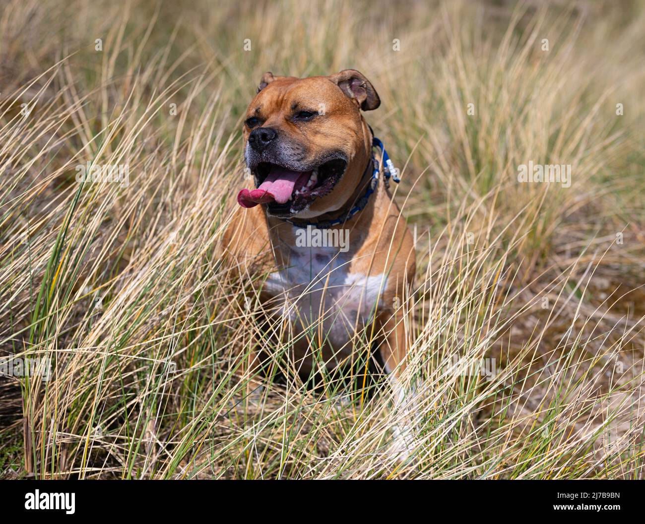 brown american stafford bull terrier dog with white spots and a blue collar is sitting down to rest and looks happy with his tongue out during a walk Stock Photo