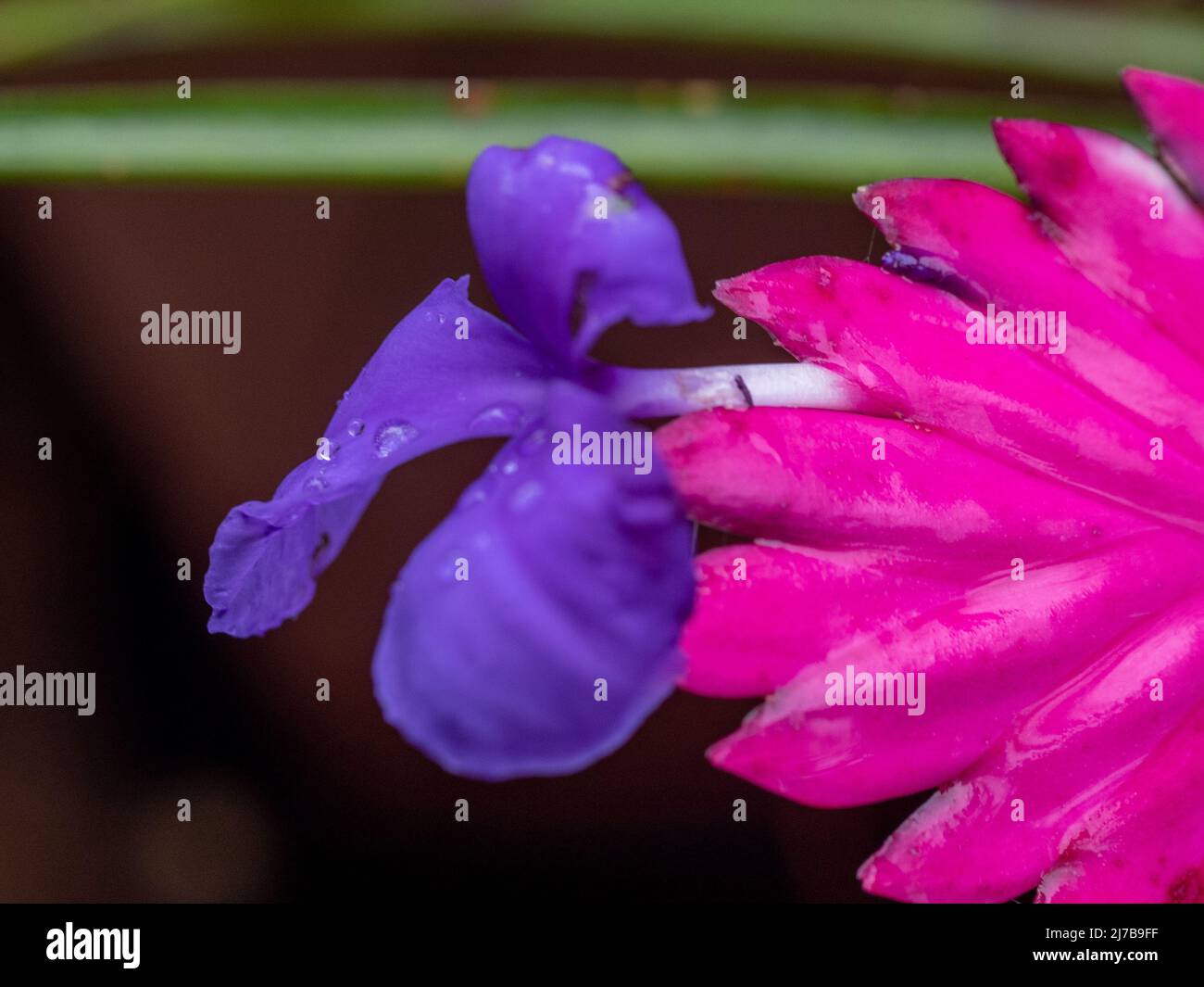 Pink Quill plant, Macro of wet Hot Pink Bracts Bromelliad, Tillandsia Cyanea, with a single purple flower blooming on the end, Australian garden Stock Photo