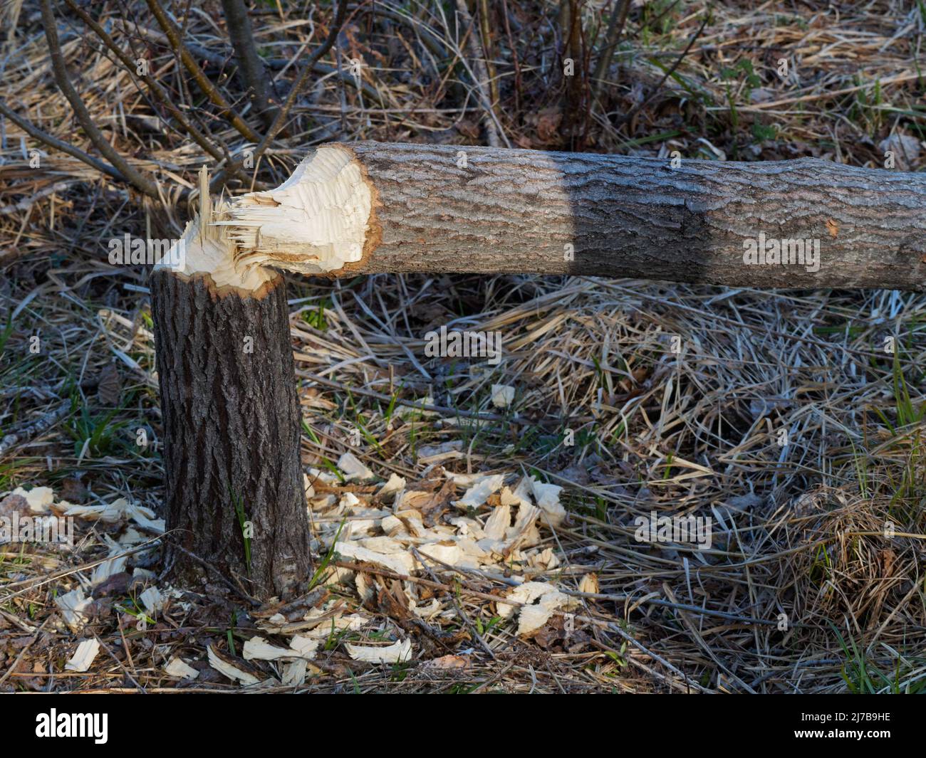 Tree cut by a beaver. Quebec,Canada Stock Photo