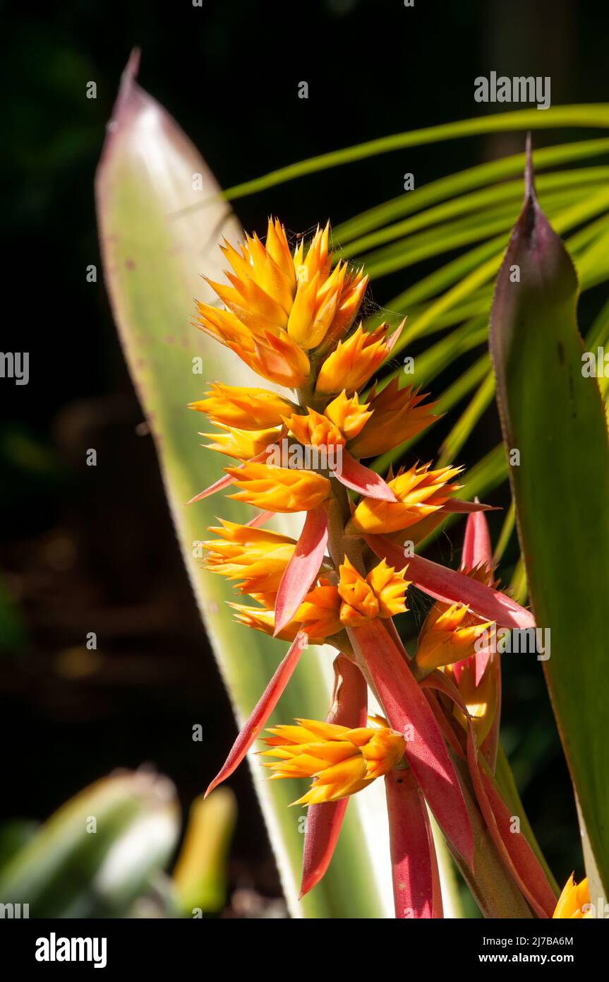 Sydney Australia, flower spike of a bromeliad in afternoon sunshine Stock Photo