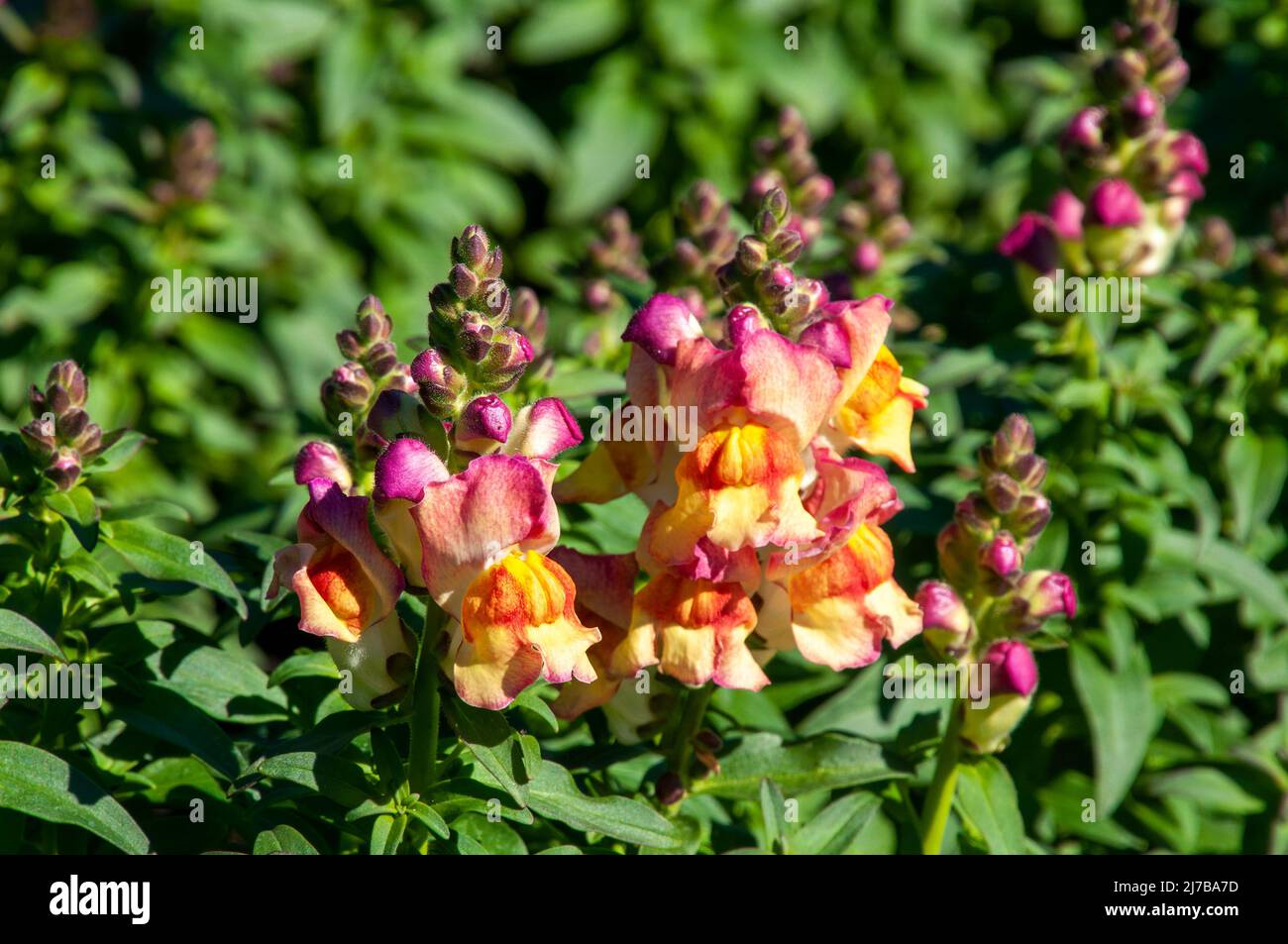 Sydney Australia, multicolored snapdragon flowers in garden Stock Photo