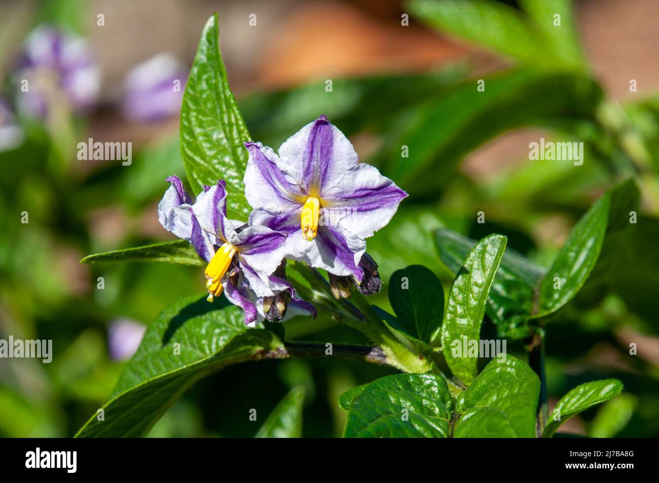 Sydney Australia, flowers of a Solanum muricatum or pepino melon plant Stock Photo