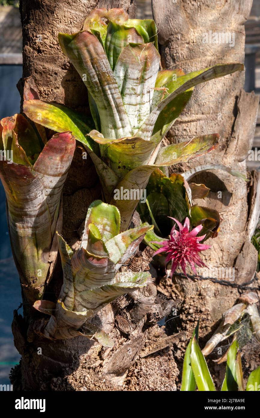 Sydney Australia, aechmea fasciata or silver vase bromeliad attached to tree trunk Stock Photo