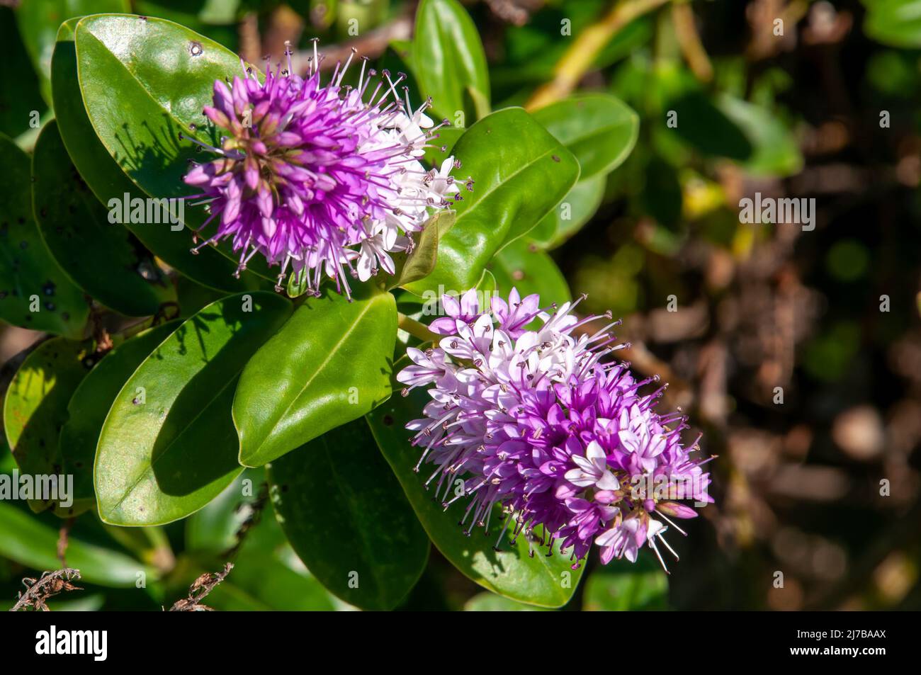 Sydney Australia, Hebe flowers native to New Zealand Stock Photo