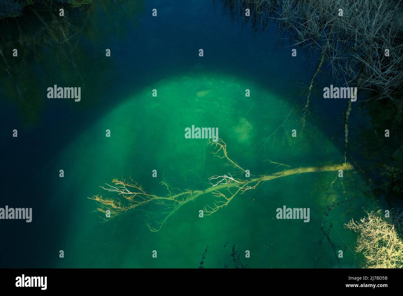 Scene of fallen tree in the water of a river after the storm. lights ...