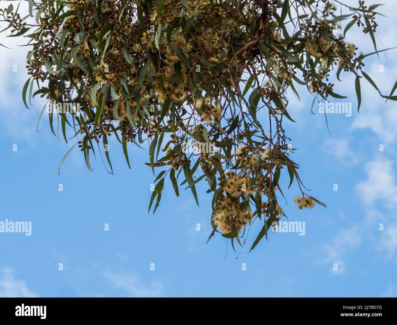 Leaves, Gum nuts and yellow flowers or blossoms, which are really