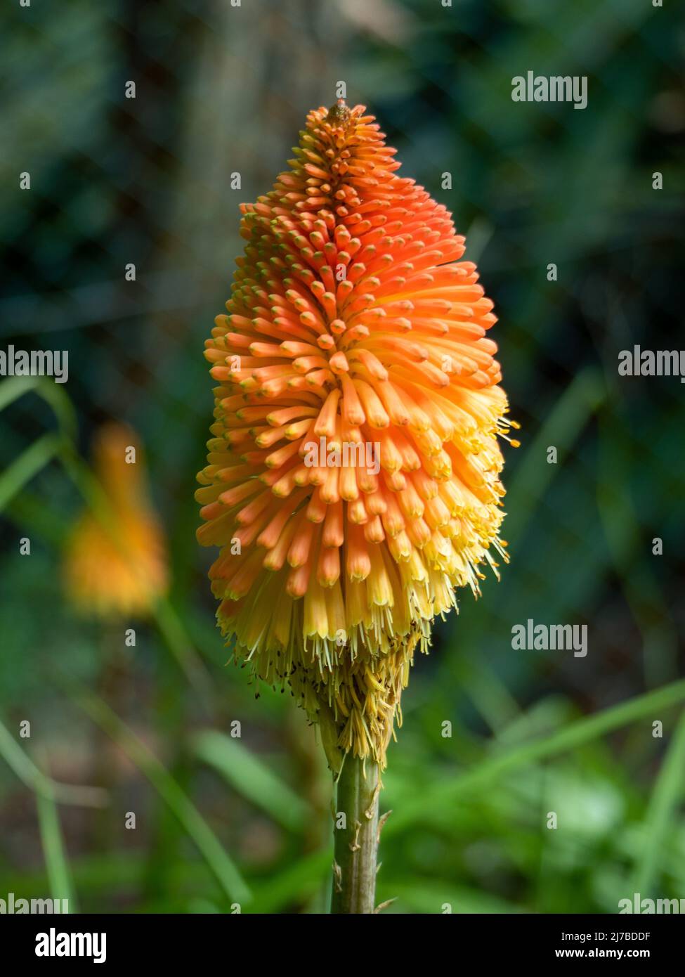Flowers, Kniphofia, Red Hot Poker plant, a bright and vividly coloured orange and yellow Flower spire standing out, Torch Lily Stock Photo