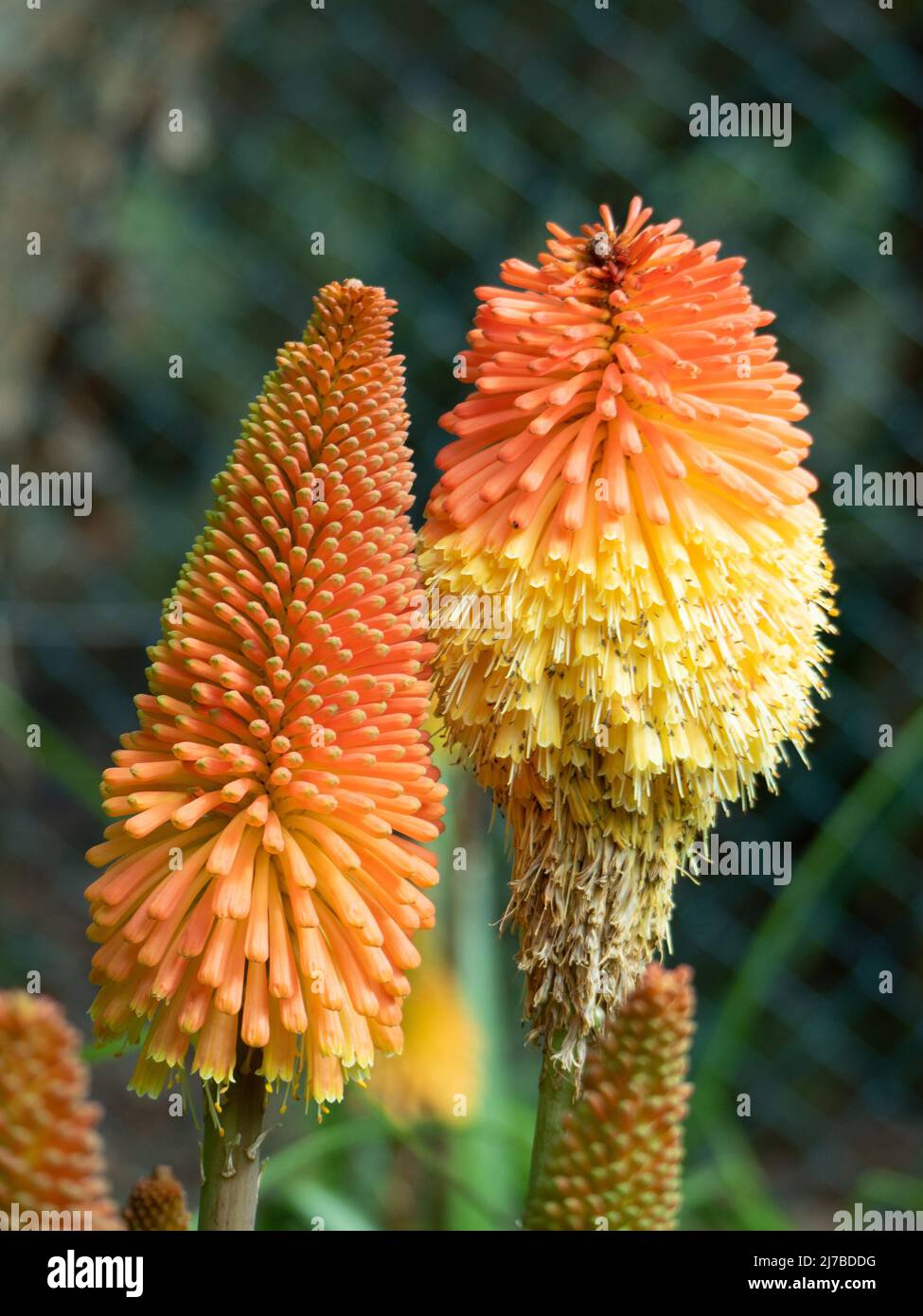 Flowers, Kniphofia, Red Hot Poker plant, two bright and vividly coloured orange and yellow Flower spires, Australian Coastal Garden, Torch Lily Stock Photo