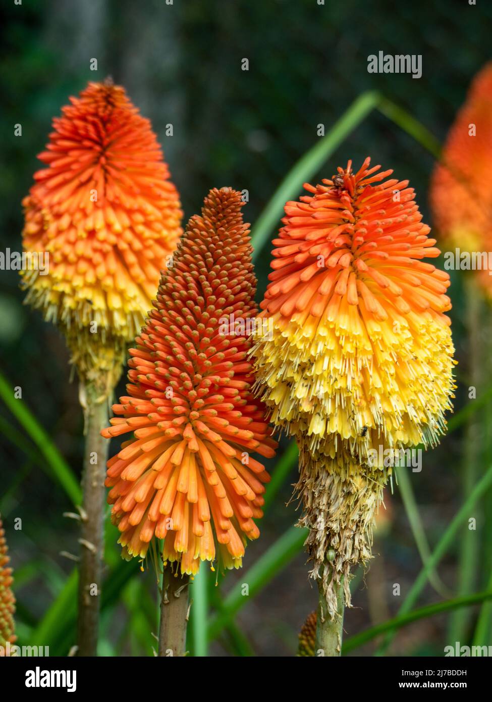 Flowers, Kniphofia, Red Hot Poker plant, Three bright and vividly coloured orange and yellow Flower spires, Australian Coastal Garden, Torch Lily Stock Photo