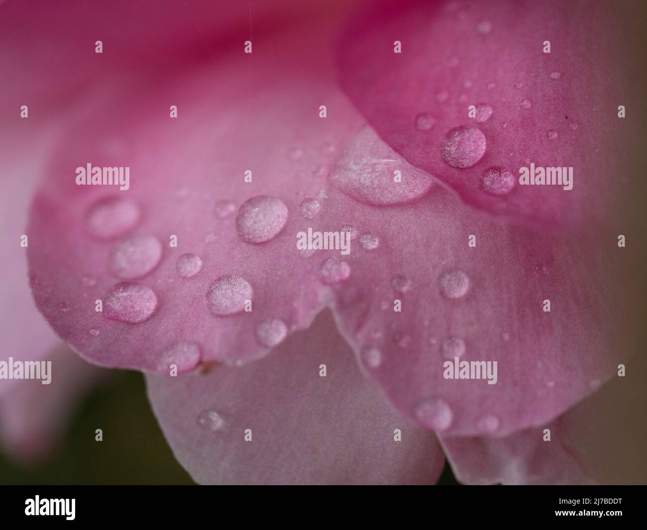 Flowers Macro, rounded pink Sasanqua Camellia Flower Petals wet with raindrops, water drops, Australian coastal garden Stock Photo