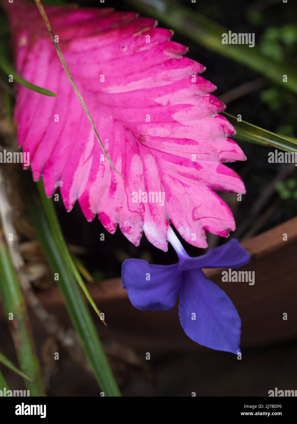 Pink Quill plant , Wet Paddle shaped Hot Pink Bracts Bromelliad, Tillandsia Cyanea, with a single purple flower blooming on the end, Australian garden Stock Photo