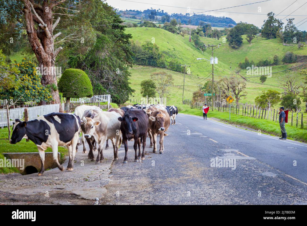 Livestock are being guided from the green fields back to the farm facilities in Cerro Punta, Chiriqui province, Republic of Panama, Central America. Stock Photo