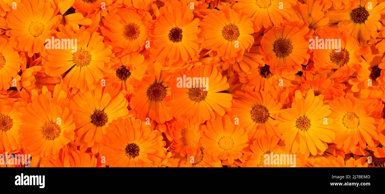 Aggregate more than 212 calendula wallpaper latest