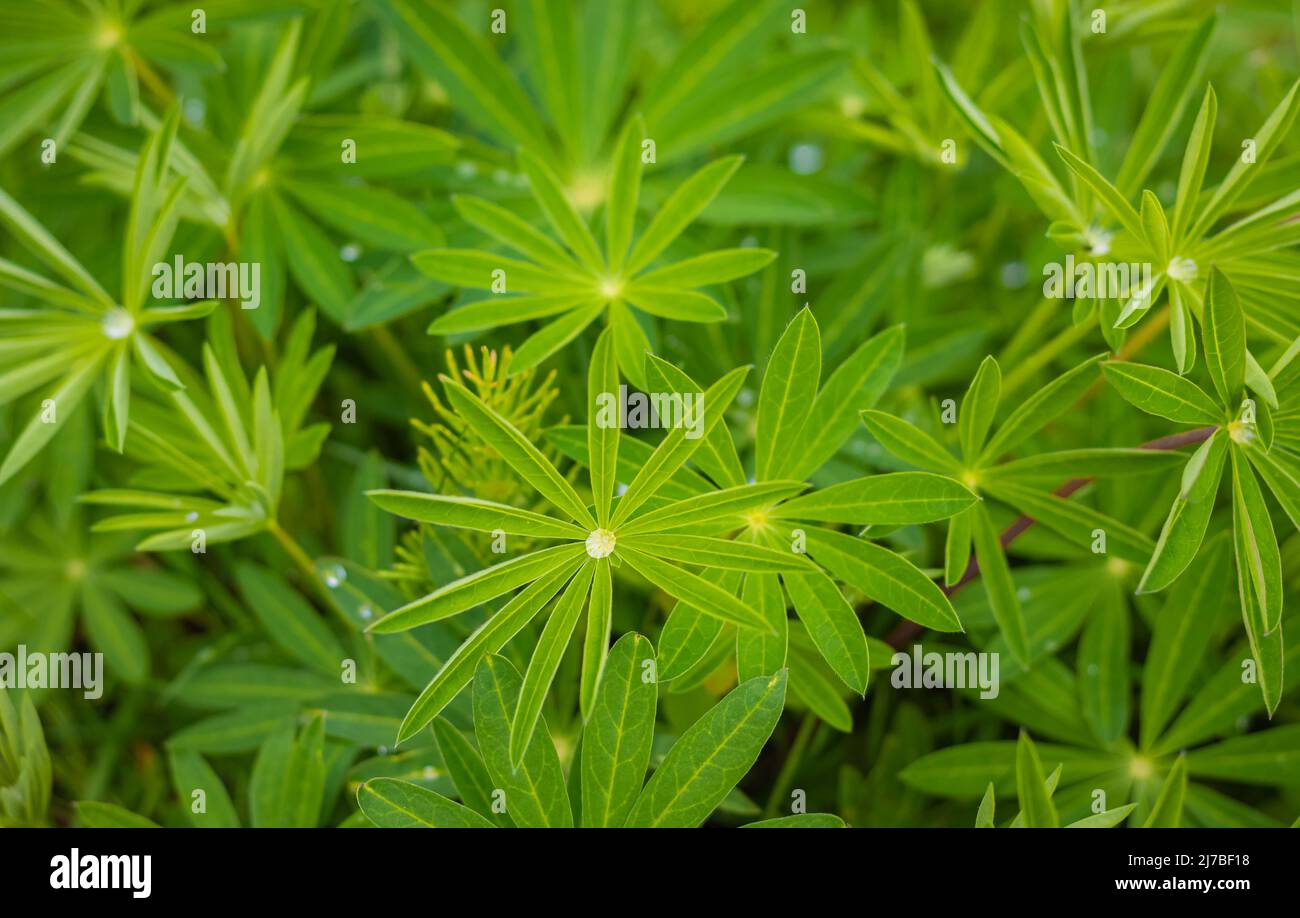 Wet lupine leaves Lupinus polyphyllus with rain drops background. Lupine plant before flowers, green star shaped unique leaf shape. Selective focus, b Stock Photo