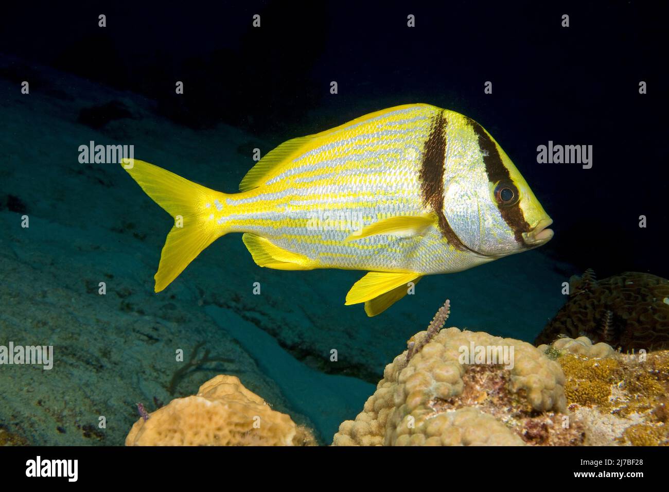 Porkfish or Virginia-Sweetlips (Anisotremus virginicus), in a caribbean coral reef, Cozumel, Mexico Stock Photo