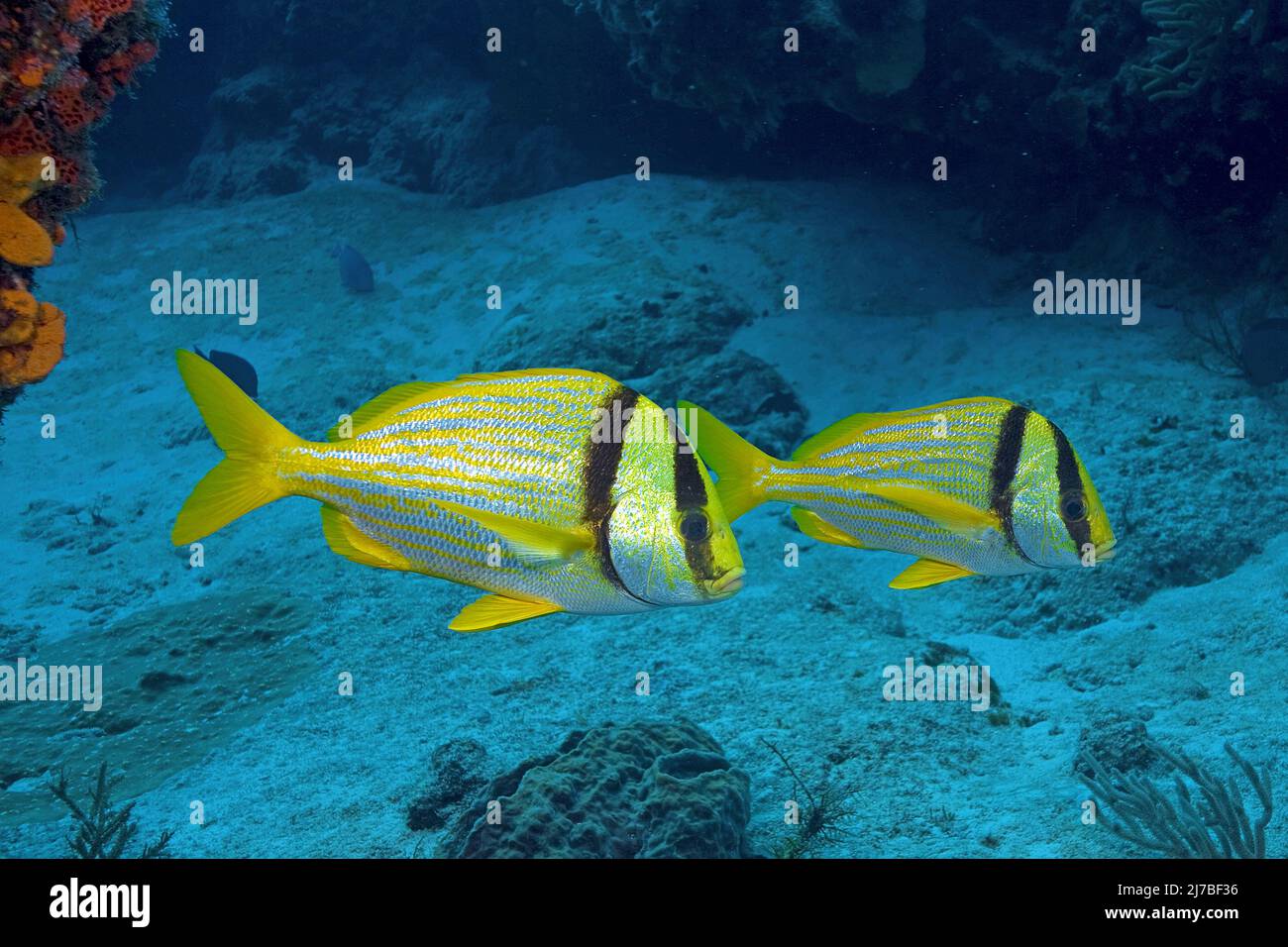 Porkfish or Virginia-Sweetlips (Anisotremus virginicus), in a caribbean coral reef, Cozumel, Mexico Stock Photo