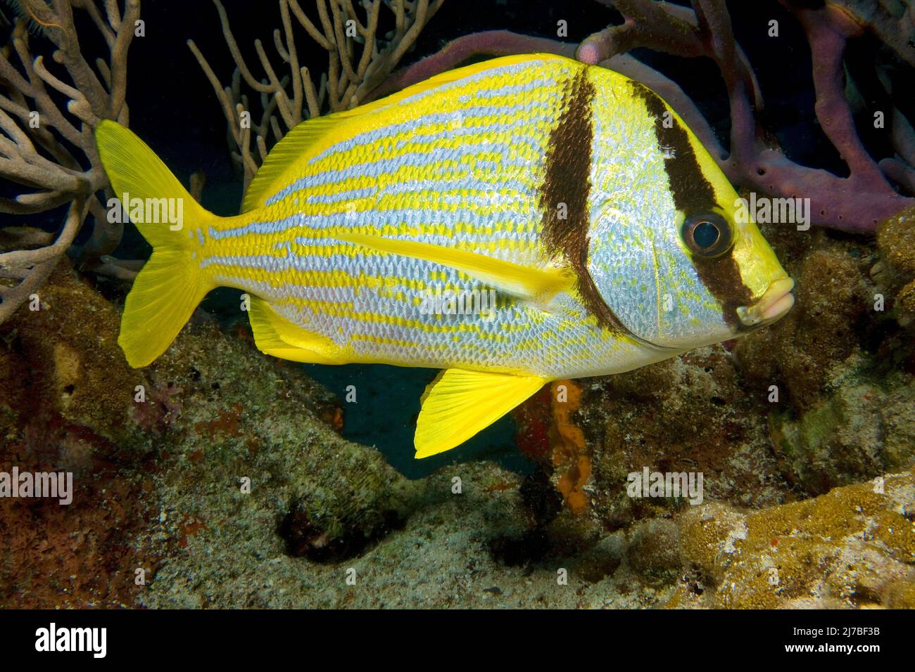 Porkfish or Virginia-Sweetlips (Anisotremus virginicus), in a caribbean coral reef, Cozumel, Mexico Stock Photo