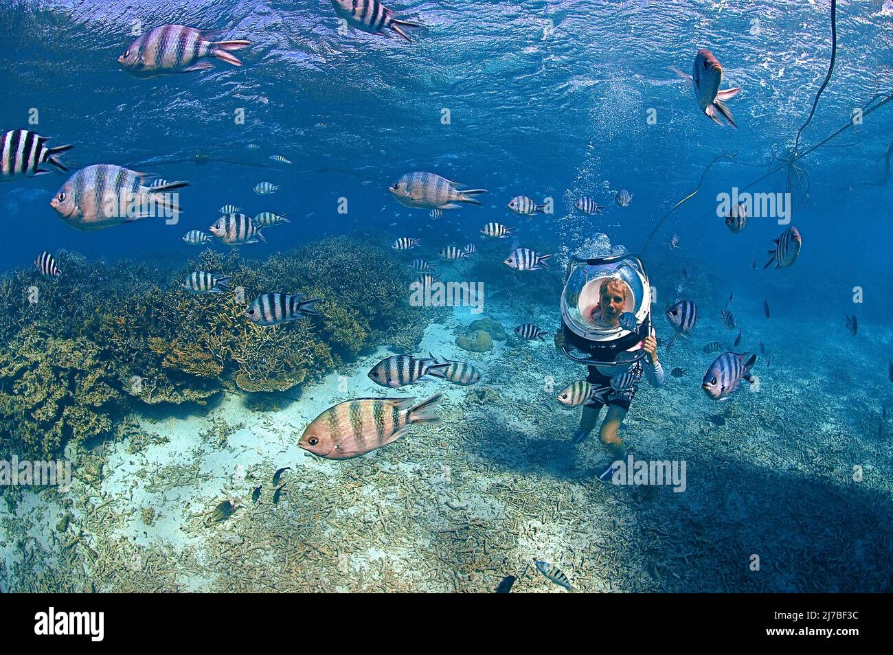 Undersea walk, Underwaterwalk, kid with diving helmet playing with Sergeant Major fishes or píntanos (Abudefduf saxatilis), Mauritius, Indian Ocean Stock Photo