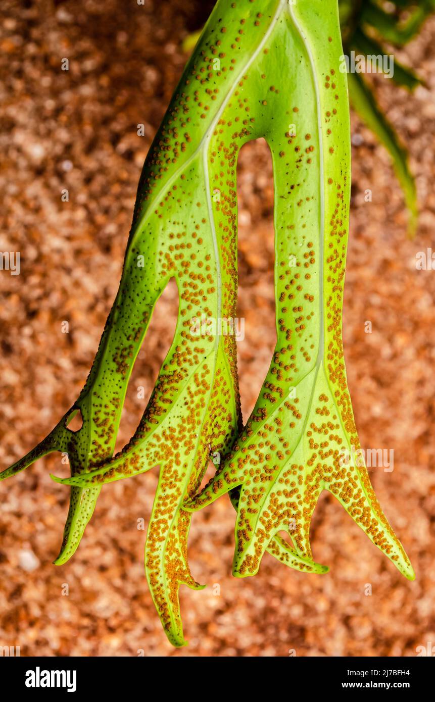 The back of the green staghorn leaf is covered with yellow sporangia. Stock Photo