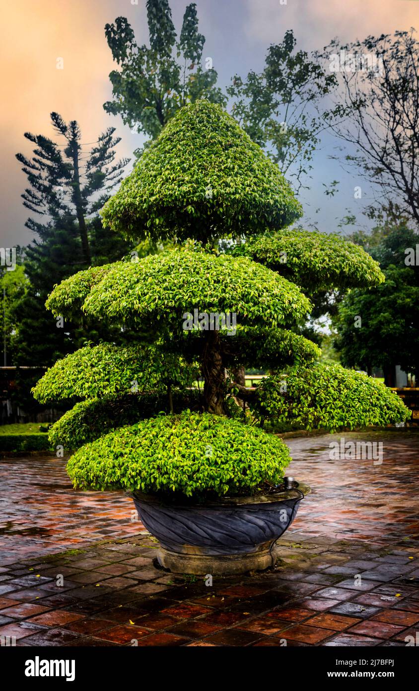 This artistic shaped tree is found at a tomb in Hue, VN where many people walk by on their tours. Stock Photo