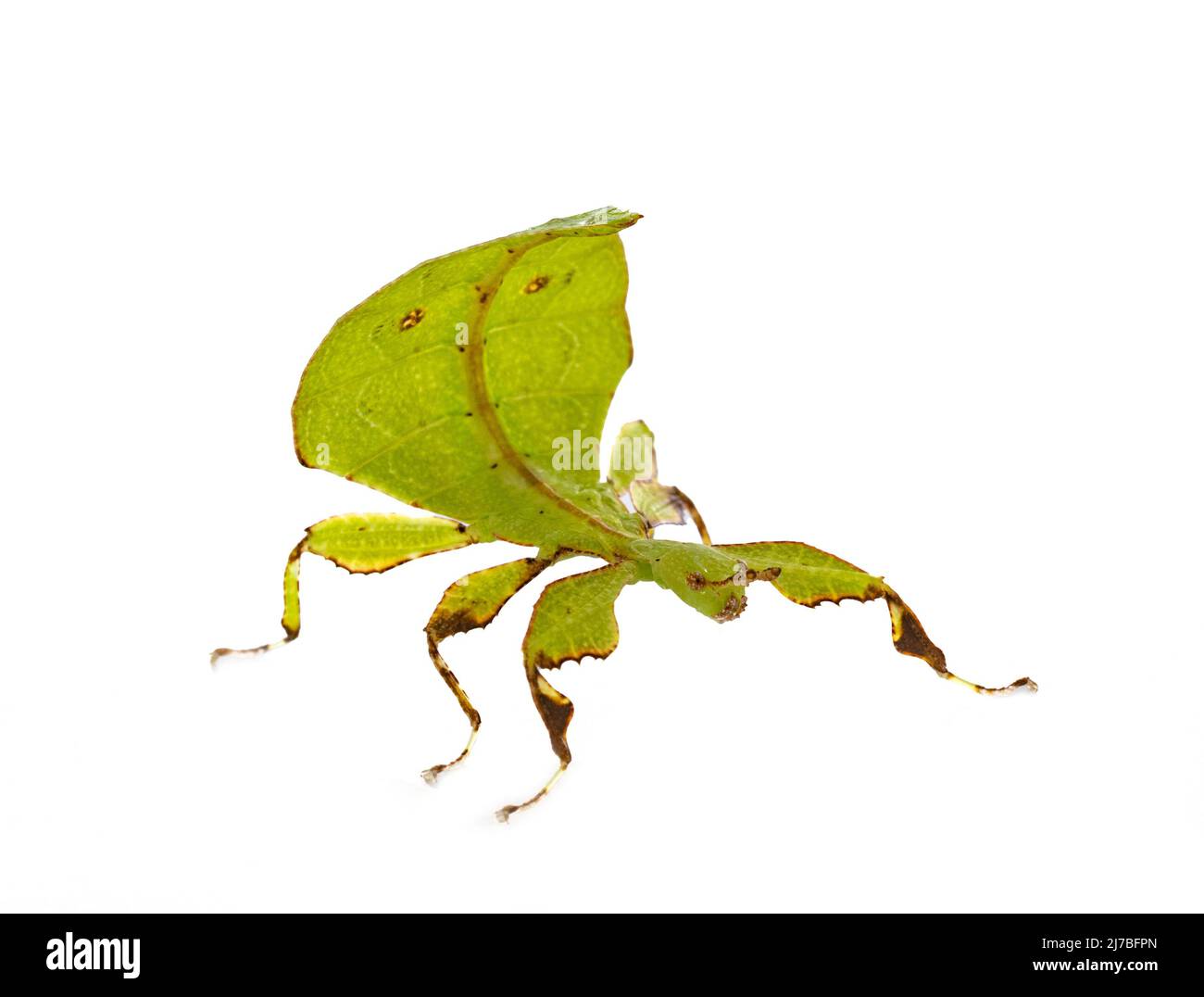 stick insect in front of white background Stock Photo - Alamy