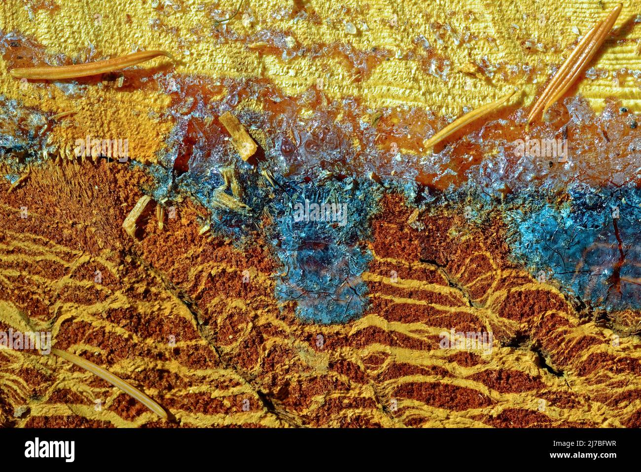 Detail of a cross section of a pine tree stump Stock Photo - Alamy