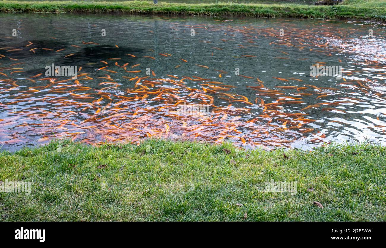 pools with fish on a japanes trout farm (yellow trout), fish farm concept - Cavedine, Trentino Alto Adige, northern Italy. Trout farming Stock Photo