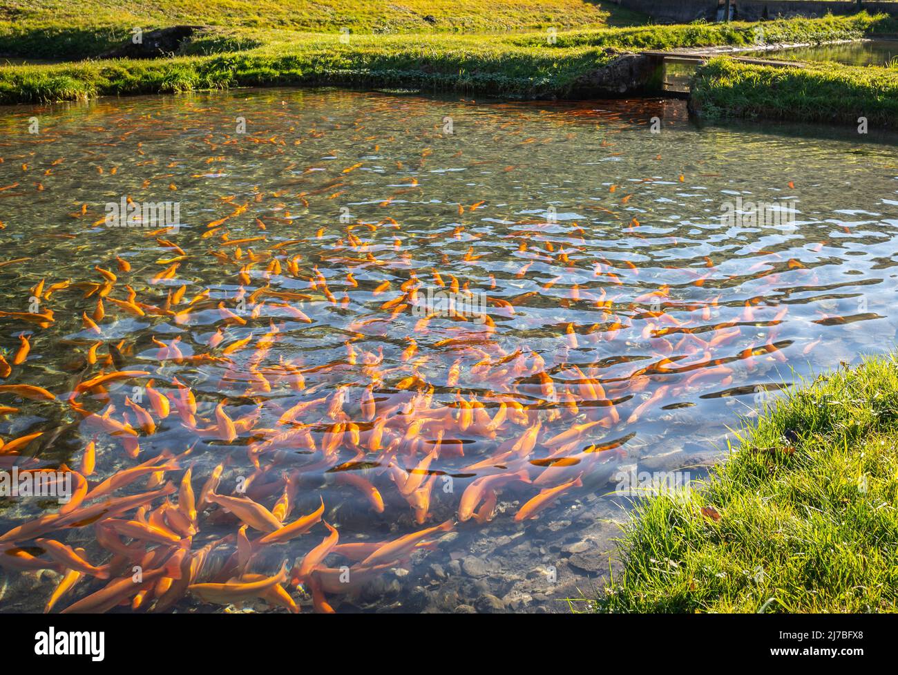 pools with fish on a japanes trout farm (yellow trout), fish farm concept - Cavedine, Trentino Alto Adige, northern Italy. Trout farming Stock Photo